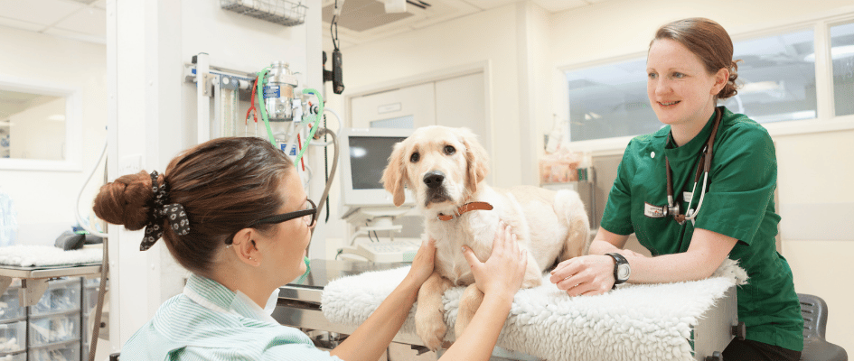 Goddard Veterinary Group - Wanstead Hospital