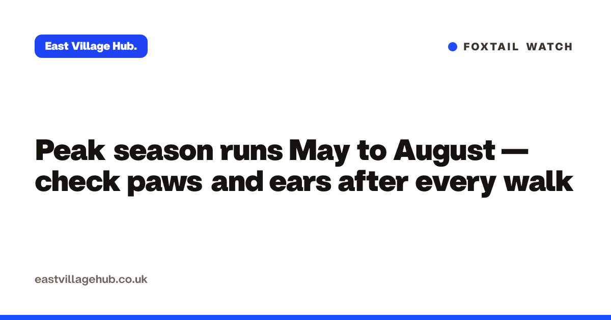 Foxtail watch: Peak season runs May to August — check paws and ears after every walk